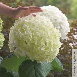Schneeballhortensie 'Strong Annabelle'®, Weiß, 3er-Set, Höhe 40-60 Cm, Topf 5 L 8 Schneeballhortensie 'Strong Annabelle'®, Weiß, 3er-Set, Höhe 40-60 Cm, Topf 5 L -Gartenbedarf Verkäufe 0415300089 Hydrangea arb Strong Annabelle 1 93918