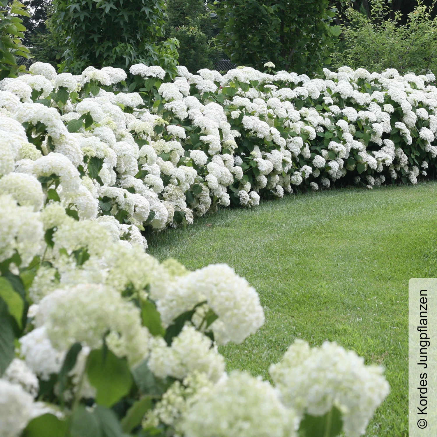 Schneeballhortensie 'Strong Annabelle'®, Weiß, 3er-Set, Höhe 40-60 Cm, Topf 5 L 2 Schneeballhortensie 'Strong Annabelle'®, Weiß, 3er-Set, Höhe 40-60 Cm, Topf 5 L – Bild 2