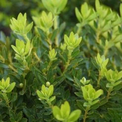 Rhododendron 'Bloombux'® Pink, 6er-Set, Höhe 20-25 Cm, Topf 2 Liter -Gartenbedarf Verkäufe 0420500424 Bloombux Pink 6er Set 2 98926