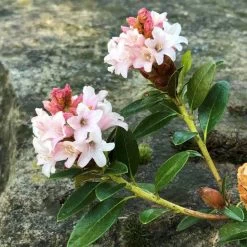 Rhododendron 'Bloombux'® Pink, 6er-Set, Höhe 20-25 Cm, Topf 2 Liter -Gartenbedarf Verkäufe 0420500424 Bloombux Pink 6er Set 3 98925