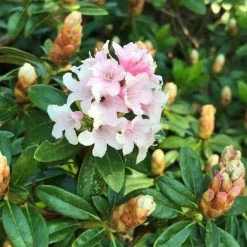 Rhododendron 'Bloombux'® Pink, 6er-Set, Höhe 20-25 Cm, Topf 2 Liter -Gartenbedarf Verkäufe 0420500424 Bloombux Pink 6er Set 5 98924