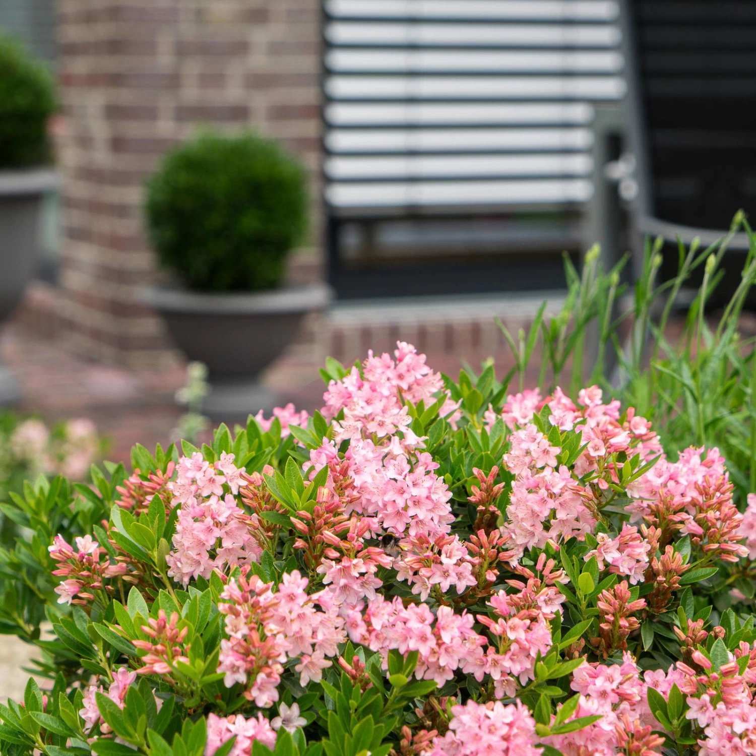 Rhododendron 'Bloombux'® Magenta, 6er-Set, Höhe 20-25 Cm, Topf 2 Liter 2 Rhododendron 'Bloombux'® Magenta, 6er-Set, Höhe 20-25 Cm, Topf 2 Liter – Bild 2