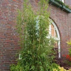 Säulenbambus 'Maasai'EUⓈ, Höhe Ca. 80-100 Cm, Topf 15 Liter