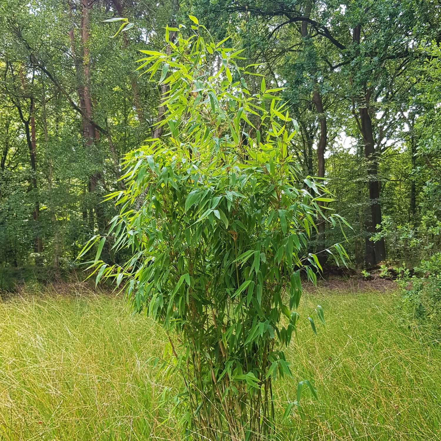 Elfenbein-Bambus 'Ivory Ibis'® (Japo 55' EU-S), 40er-Set, Höhe 80-100 Cm 3 Elfenbein-Bambus 'Ivory Ibis'® (Japo 55' EU-S), 40er-Set, Höhe 80-100 Cm – Bild 3