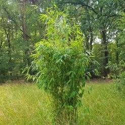 Elfenbein-Bambus 'Ivory Ibis'® (Japo 55' EU-S), 30er-Set, Höhe 80-100 Cm -Gartenbedarf Verkäufe 0425100383 0425100384 Fargesia Ivory Ibis 080100 WEB 2 94511 2