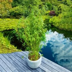 Elfenbein-Bambus 'Ivory Ibis'® (Japo 55' EU-S), 40er-Set, Höhe 80-100 Cm