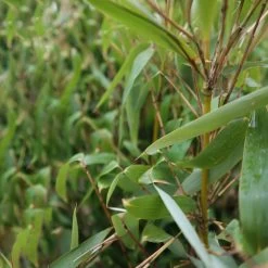 Elfenbein-Bambus 'Ivory Ibis'® (Japo 55' EU-S), 30er-Set, Höhe 80-100 Cm -Gartenbedarf Verkäufe 0425100383 0425100384 Fargesia Ivory Ibis 080100 WEB 4 94514 2