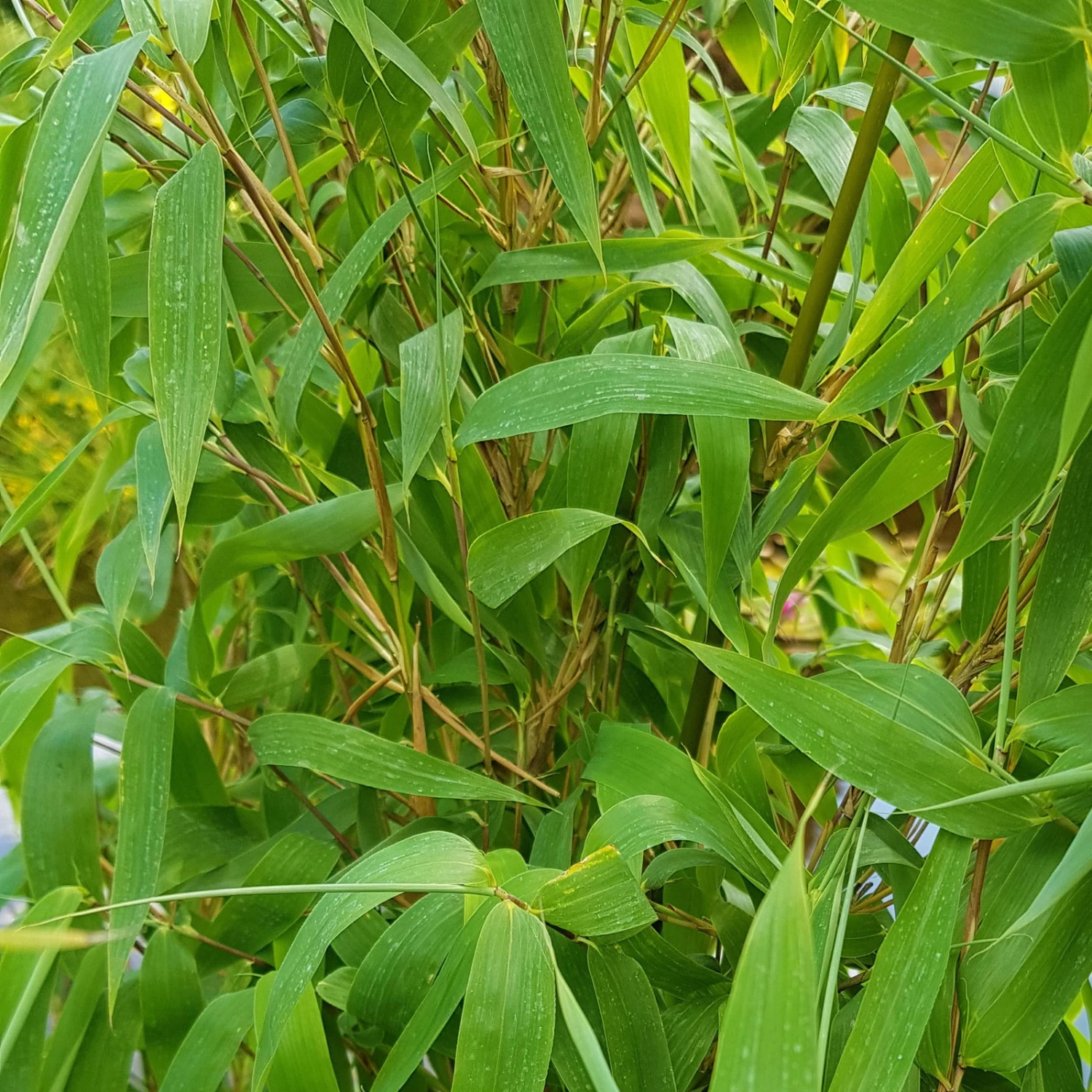 Elfenbein-Bambus 'Ivory Ibis'® (Japo 55' EU-S), 40er-Set, Höhe 80-100 Cm 2 Elfenbein-Bambus 'Ivory Ibis'® (Japo 55' EU-S), 40er-Set, Höhe 80-100 Cm – Bild 2