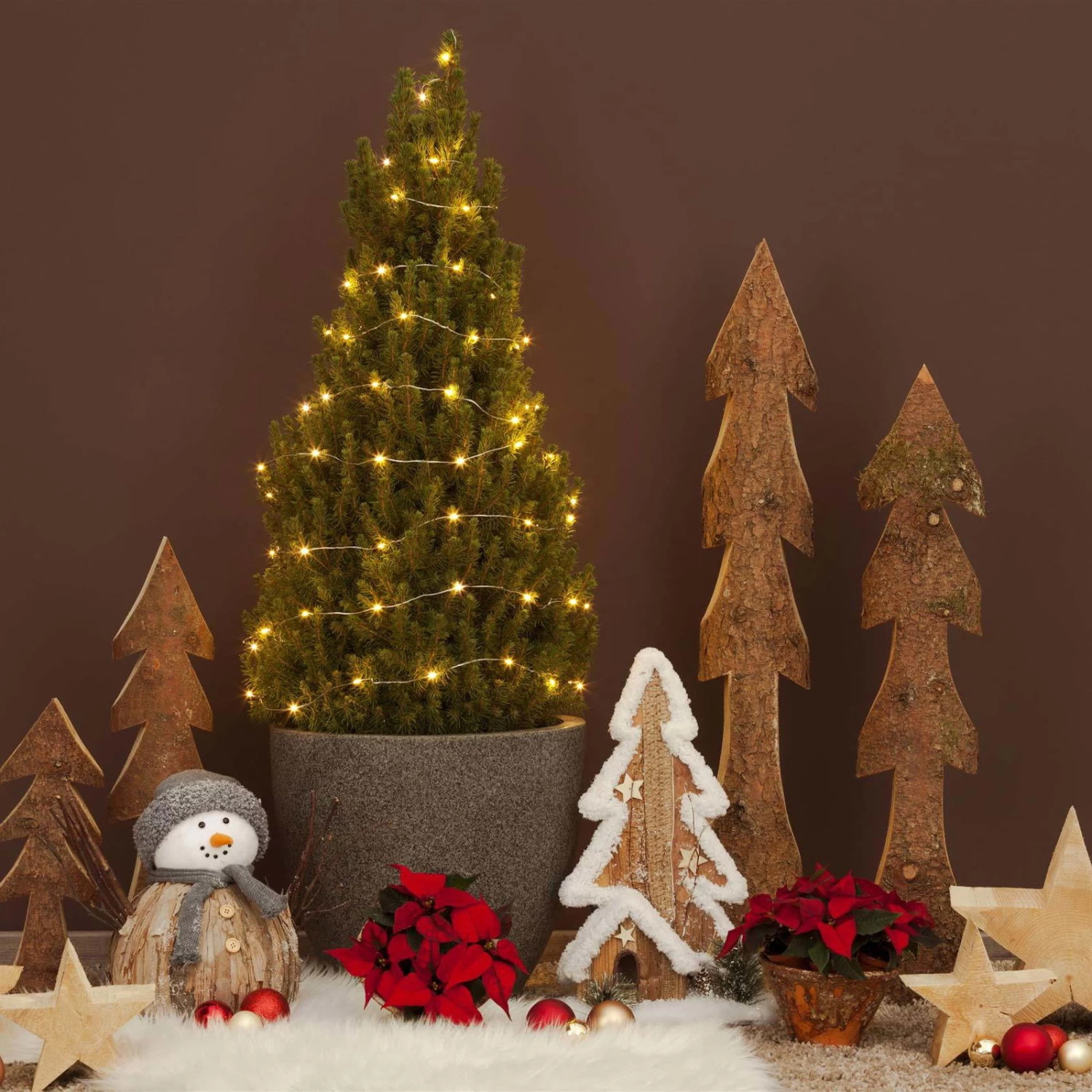 Zuckerhutfichte, Picea Glauca 'Conica', 3er Set, Topf 13 Cm Ø 3 Zuckerhutfichte, Picea Glauca 'Conica', 3er Set, Topf 13 Cm Ø – Bild 3