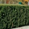 Taxus Baccata 'Westerstede', Höhe 100/125 Cm, Im 25 Lt. Topf
