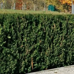 Taxus Baccata 'Westerstede', Höhe 100/125 Cm, Im 25 Lt. Topf