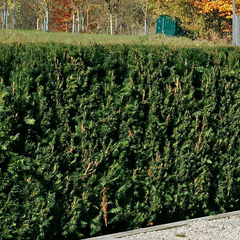 Heckeneibe Taxus Baccata 'Westerstede', 50er-Set, Höhe 40-50 Cm, Topf 5 Liter 1 Heckeneibe Taxus Baccata 'Westerstede', 50er-Set, Höhe 40-50 Cm, Topf 5 Liter