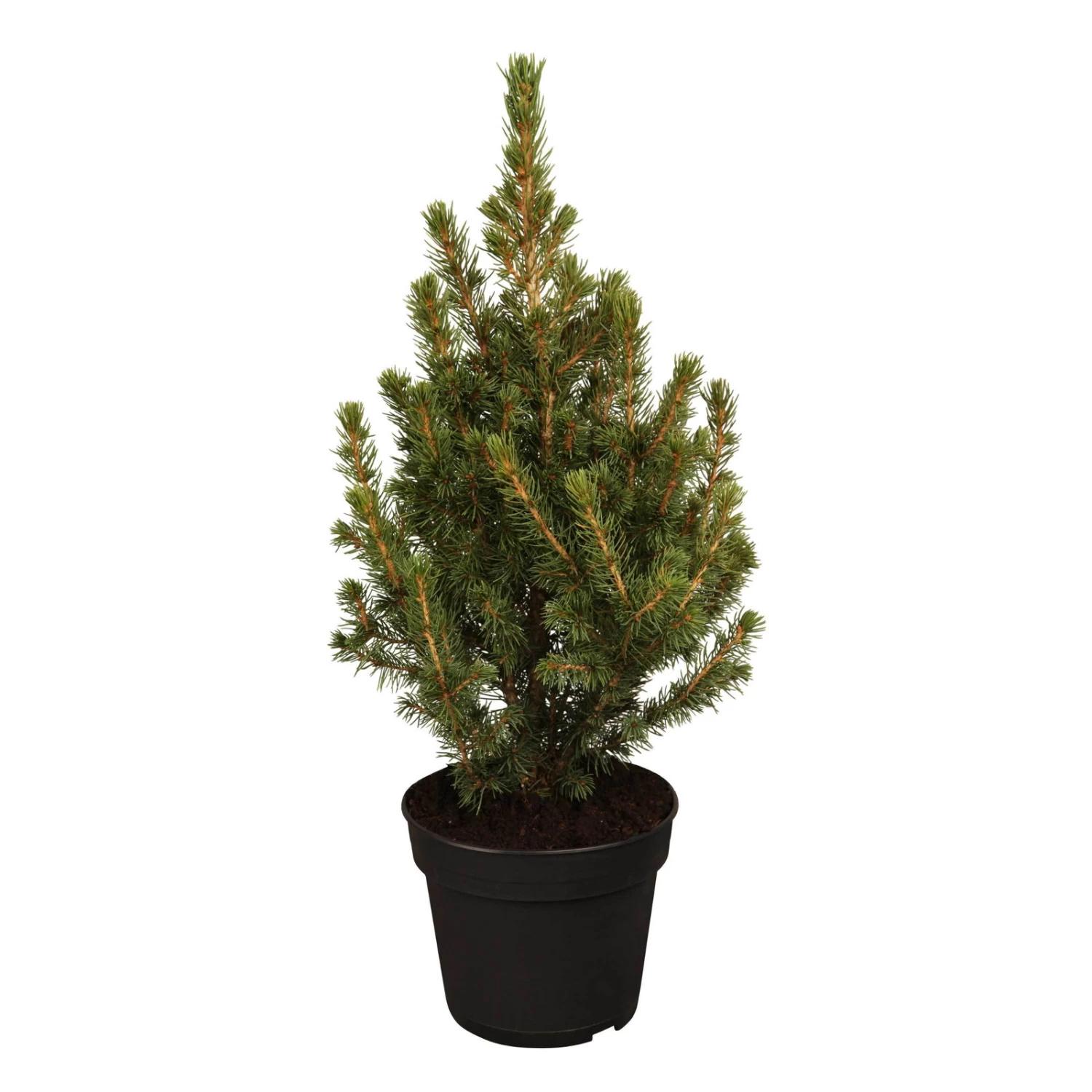 Zuckerhutfichte, Picea Glauca 'Conica', 3er Set, Topf 13 Cm Ø 2 Zuckerhutfichte, Picea Glauca 'Conica', 3er Set, Topf 13 Cm Ø – Bild 2