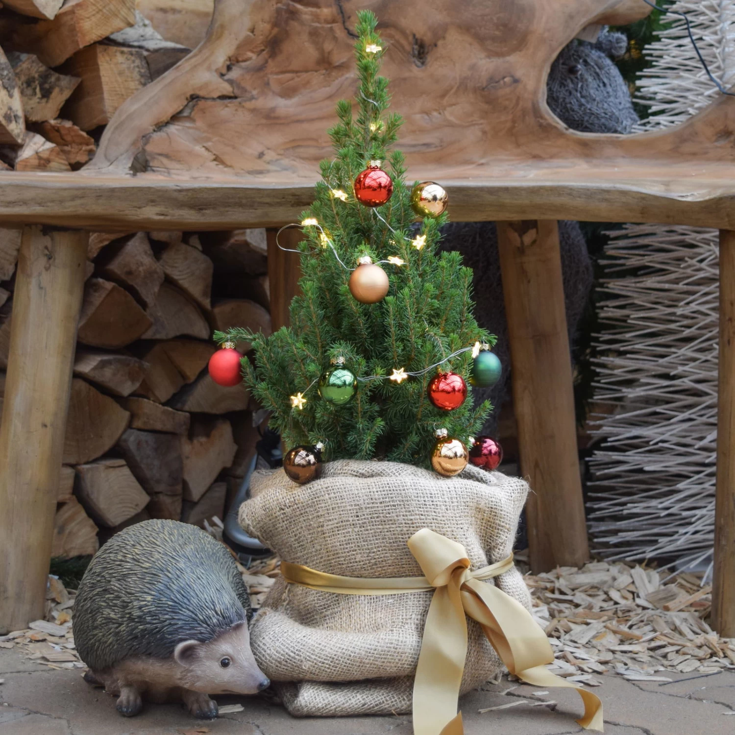 Zuckerhutfichte, Picea Glauca 'Conica', 3er Set, Topf 13 Cm Ø 1 Zuckerhutfichte, Picea Glauca 'Conica', 3er Set, Topf 13 Cm Ø