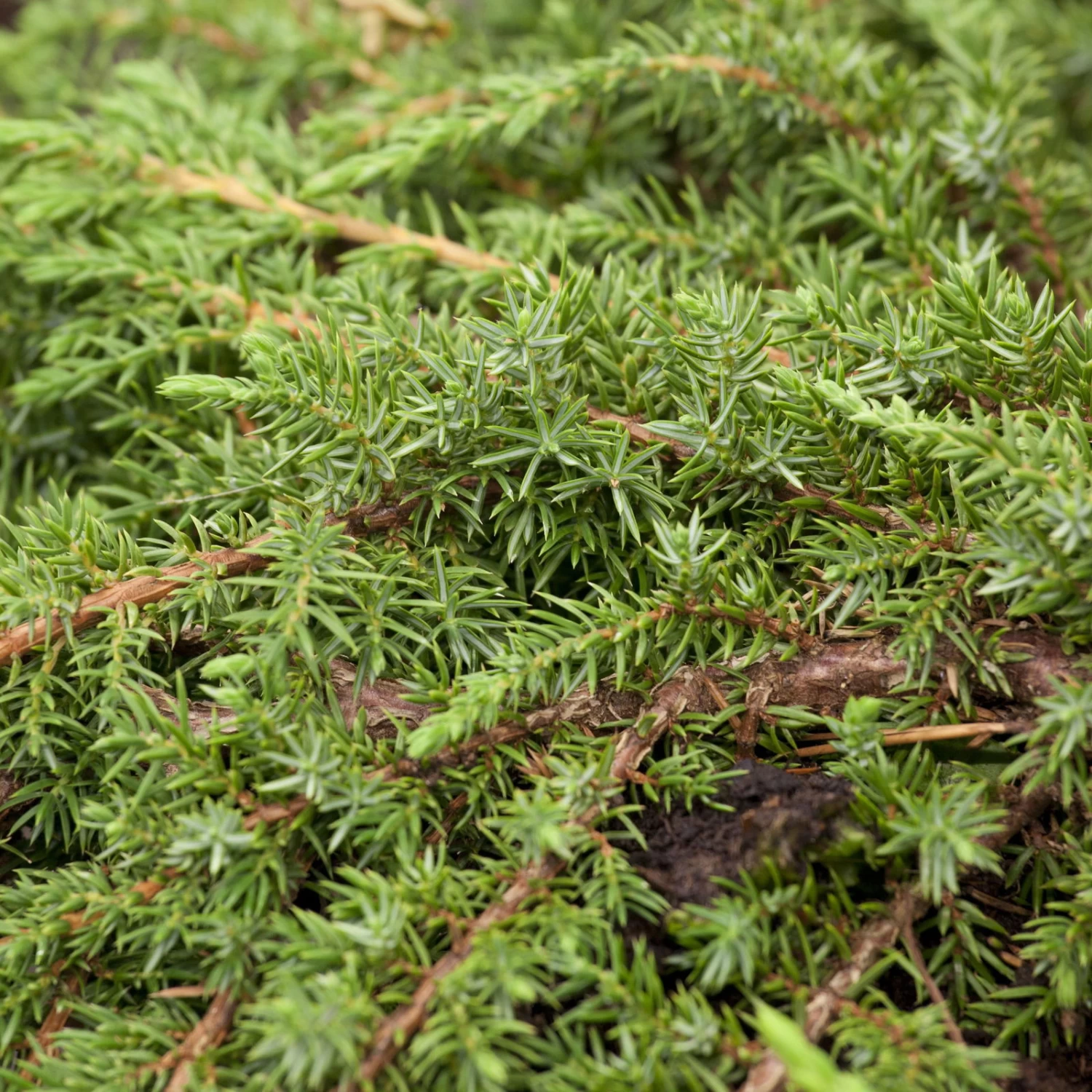 Grüner Teppichwacholder 'Green Carpet', Grün, 10er-Set, Höhe 20-30 Cm, Topf 2 L 1 Grüner Teppichwacholder 'Green Carpet', Grün, 10er-Set, Höhe 20-30 Cm, Topf 2 L