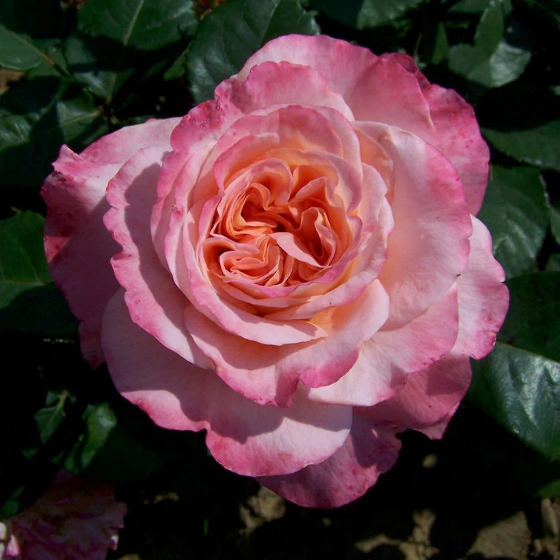 Duftende Edelrose 'Augusta Luise®', Rose-aprikot, Doppelbogen, Topf 10 Liter 9 Duftende Edelrose 'Augusta Luise®', Rose-aprikot, Doppelbogen, Topf 10 Liter – Bild 9