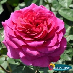 Duftende Edelrose 'Laudatio'®, Purpur Bis Pinkviolett, Topf 6 Liter, 4er Set