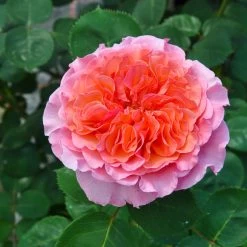 Stammrose 'Käthchen Von Heilbronn'®, Edelrose, Stammhöhe 60cm Im 7,5 Liter Topf 18 Stammrose 'Käthchen Von Heilbronn'®, Edelrose, Stammhöhe 60cm Im 7,5 Liter Topf -Gartenbedarf Verkäufe 0460100700 KB Kaethchen von Heilbronn Edelrose Co 6lt4 65420