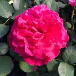 Stammrose 'Kölle's Rosensymphonie'®, Edelrose, Stammhöhe 60 Cm Im 7,5 Liter Topf 12 Stammrose 'Kölle's Rosensymphonie'®, Edelrose, Stammhöhe 60 Cm Im 7,5 Liter Topf -Gartenbedarf Verkäufe 0460100701 KB Koelles Rosensymphonie Edelrose Cont 6l 02 51150