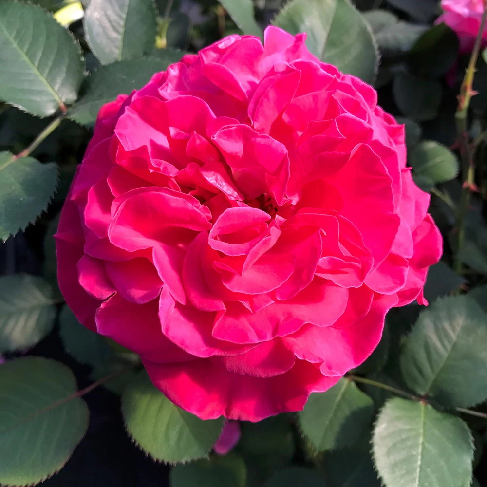 Stammrose 'Kölle's Rosensymphonie'®, Edelrose, Stammhöhe 60 Cm Im 7,5 Liter Topf 3 Stammrose 'Kölle's Rosensymphonie'®, Edelrose, Stammhöhe 60 Cm Im 7,5 Liter Topf – Bild 3