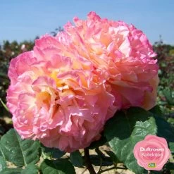 Duftende Edelrose 'Augusta Luise®', Rose-aprikot, Doppelbogen, Topf 10 Liter 16 Duftende Edelrose 'Augusta Luise®', Rose-aprikot, Doppelbogen, Topf 10 Liter -Gartenbedarf Verkäufe 0460100704 KB Augusta Luise Premium Edelrose mEinklinker Duftrosenkollektion 49443