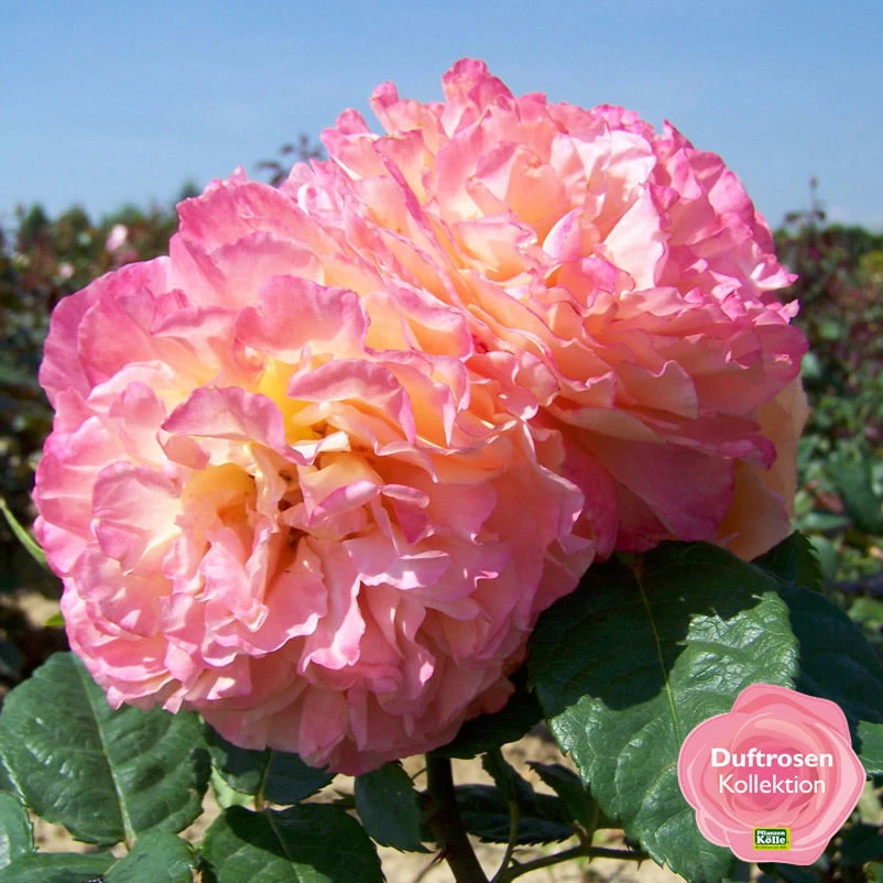 Duftende Edelrose 'Augusta Luise®', Rose-aprikot, Doppelbogen, Topf 10 Liter 4 Duftende Edelrose 'Augusta Luise®', Rose-aprikot, Doppelbogen, Topf 10 Liter – Bild 4