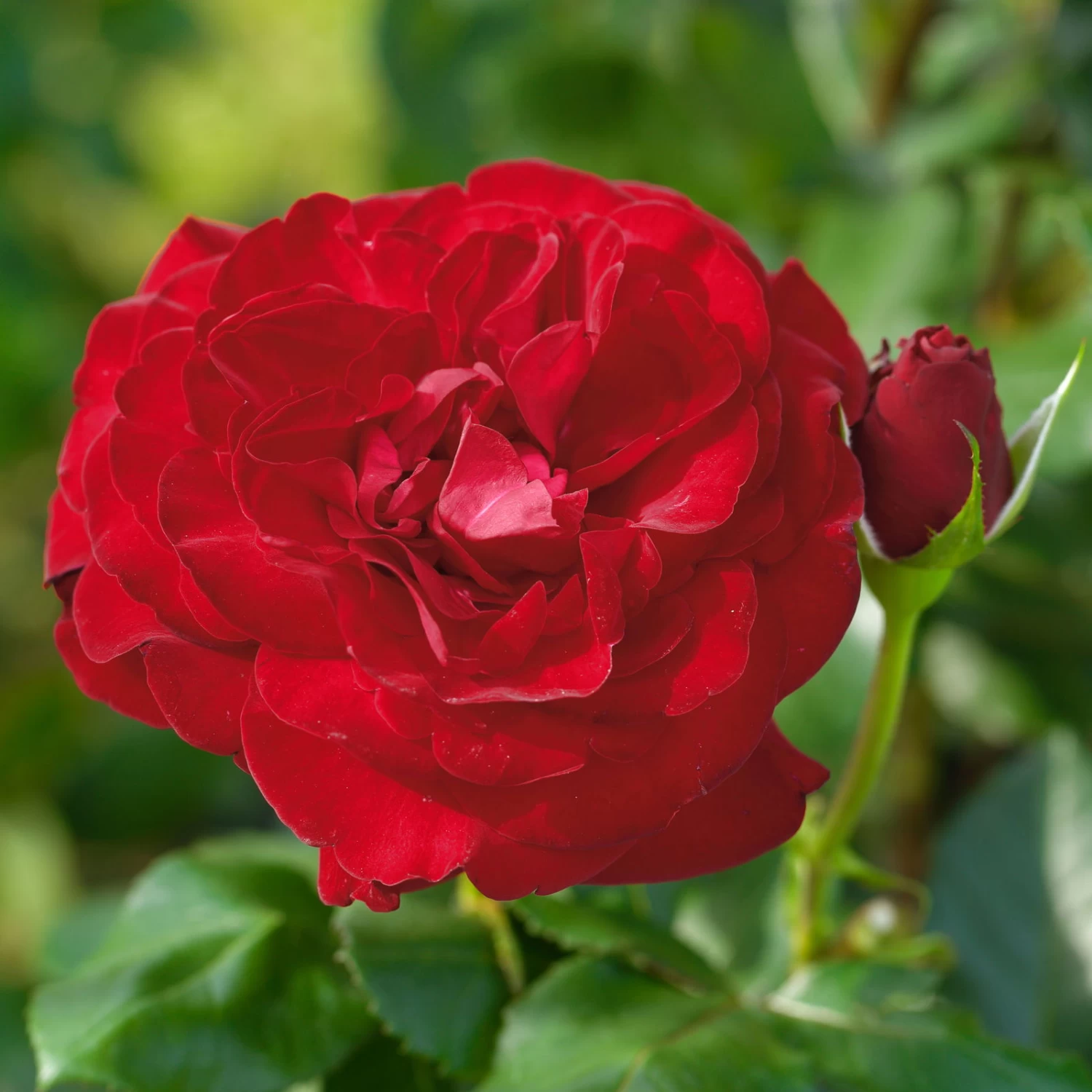 Edelrose 'Marlene®', Rot, Topf 6 Liter 1 Edelrose 'Marlene®', Rot, Topf 6 Liter