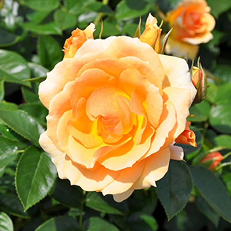 Beetrose 'Hansestadt Rostock®', Bernstein-aprikotfarben, Topf 6 Liter 2 Beetrose 'Hansestadt Rostock®', Bernstein-aprikotfarben, Topf 6 Liter – Bild 2