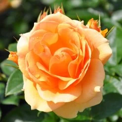 Beetrose 'Hansestadt Rostock®', Bernstein-aprikotfarben, Topf 6 Liter