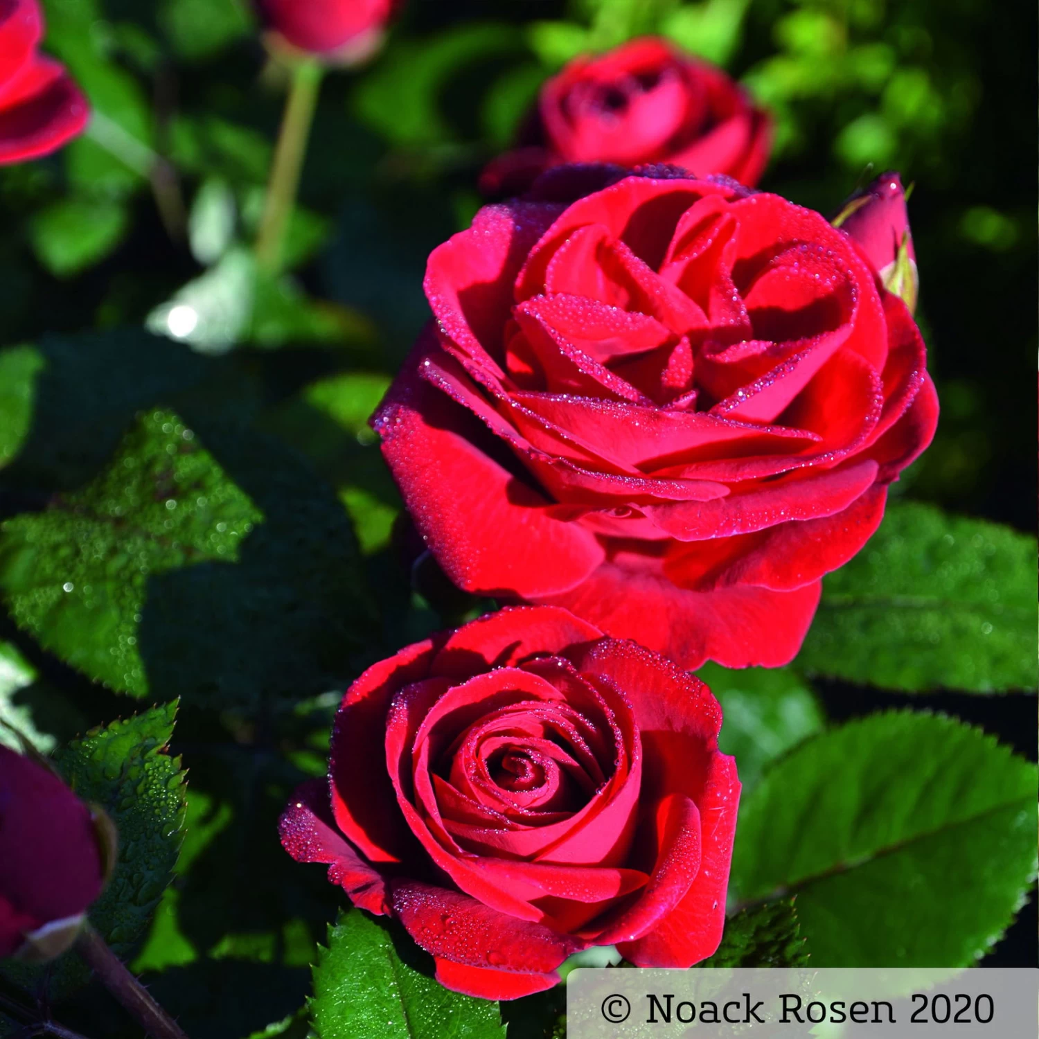 Beetrose 'Kompass'®, Rot, Topf 6 Liter 4 Beetrose 'Kompass'®, Rot, Topf 6 Liter – Bild 4