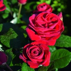 Beetrose 'Kompass'®, Rot, Topf 6 Liter 15 Beetrose 'Kompass'®, Rot, Topf 6 Liter -Gartenbedarf Verkäufe 0460200855 Kompass Premium Beetrose rot Bluetenzauber 75088