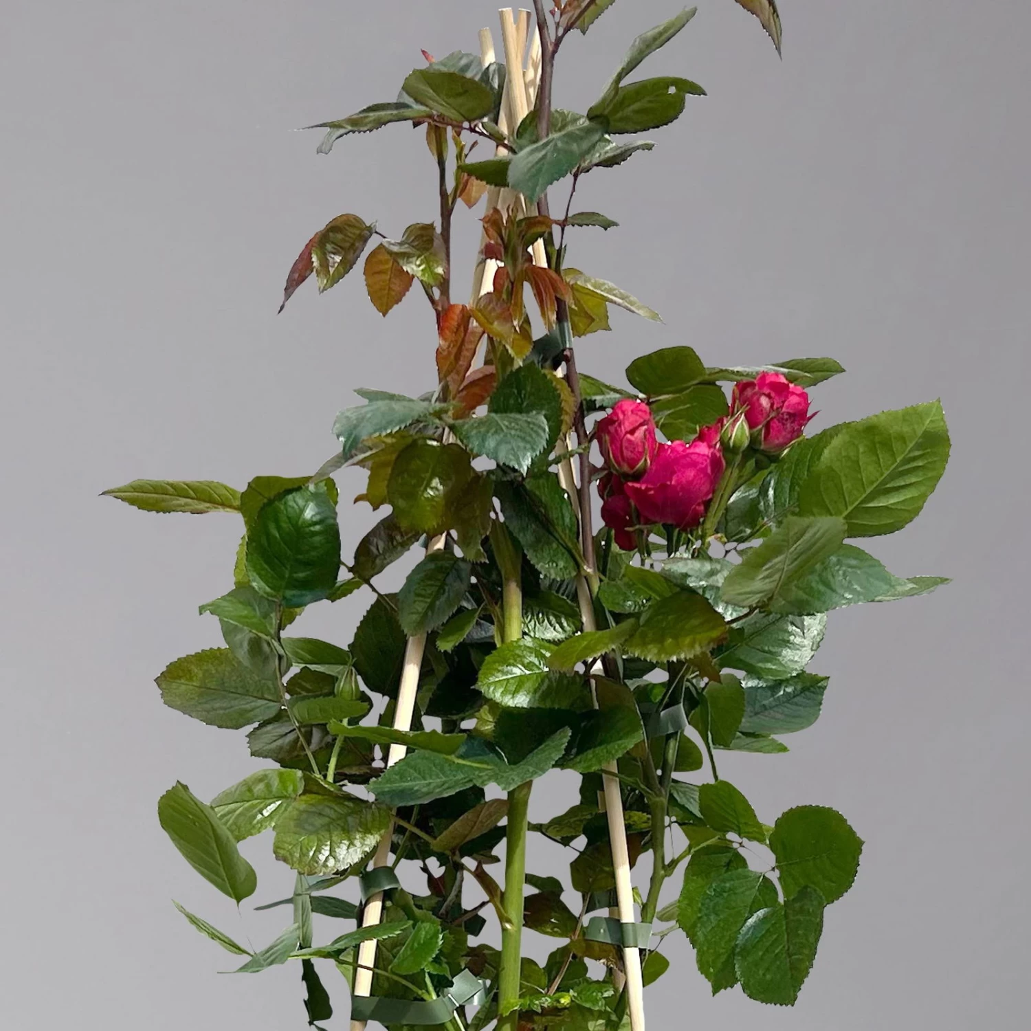 Beetrose 'Kompass'®, Rot, Topf 6 Liter 3 Beetrose 'Kompass'®, Rot, Topf 6 Liter – Bild 3