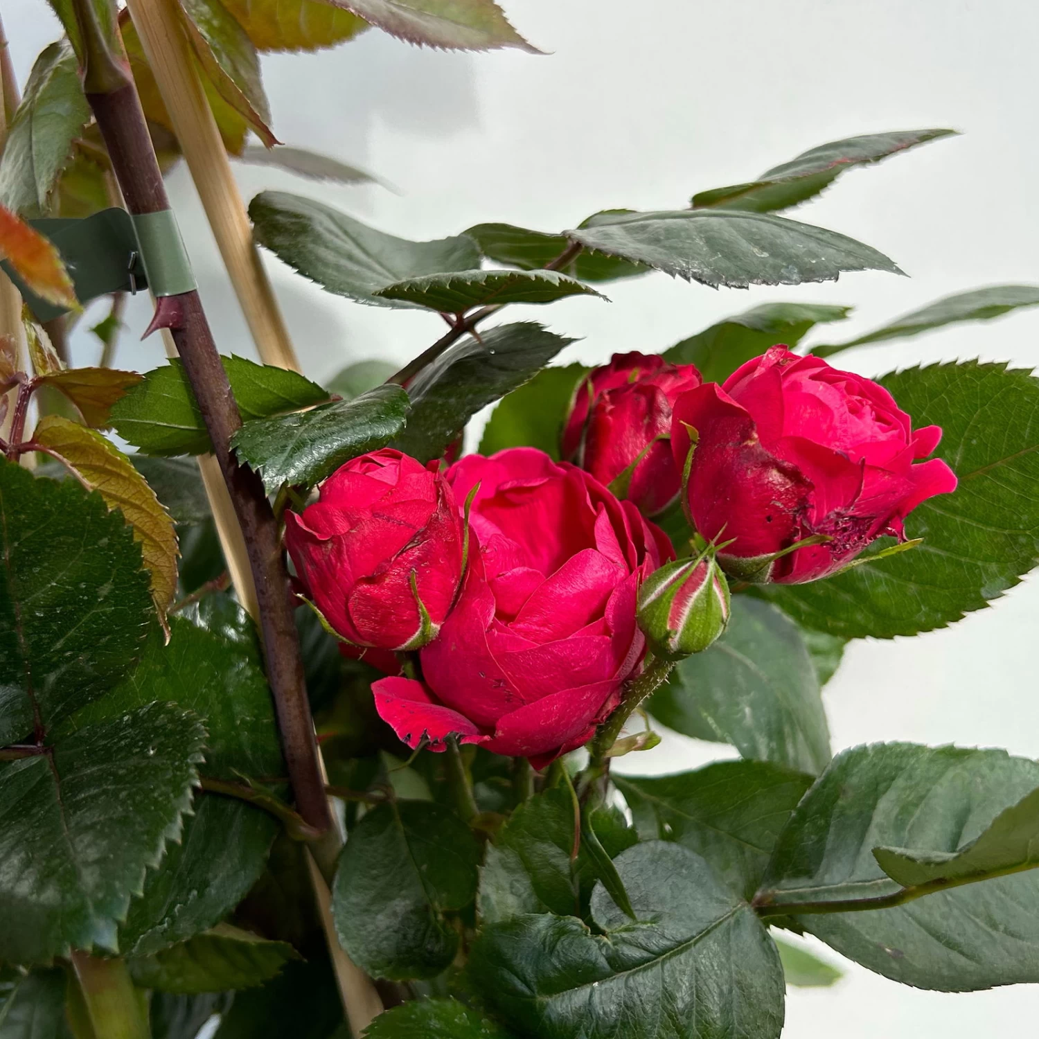 Beetrose 'Kompass'®, Rot, Topf 6 Liter 2 Beetrose 'Kompass'®, Rot, Topf 6 Liter – Bild 2