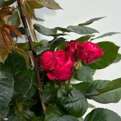 Beetrose 'Kompass'®, Rot, Topf 6 Liter 17 Beetrose 'Kompass'®, Rot, Topf 6 Liter -Gartenbedarf Verkäufe 0460200855 beetrose kompass 6 123895