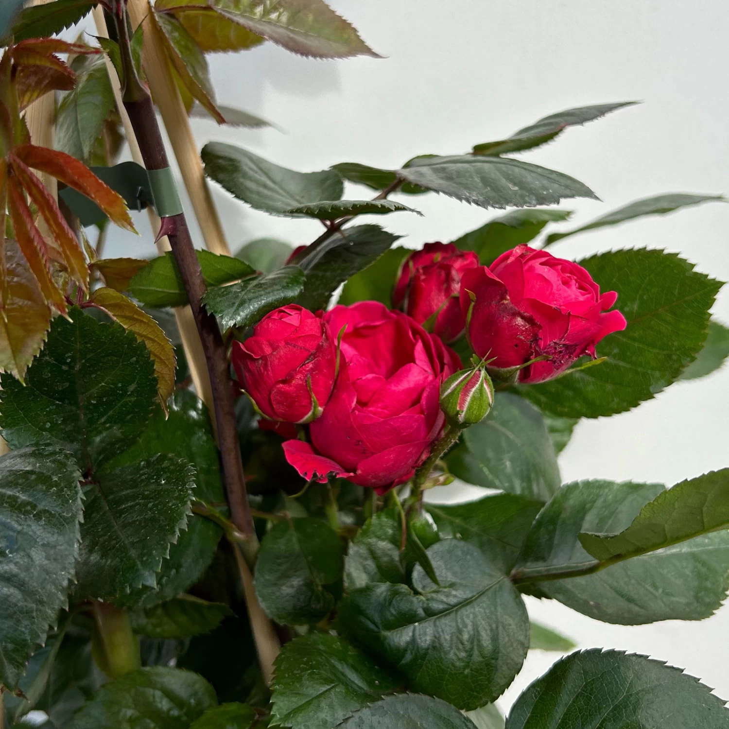 Beetrose 'Kompass'®, Rot, Topf 6 Liter 7 Beetrose 'Kompass'®, Rot, Topf 6 Liter – Bild 7