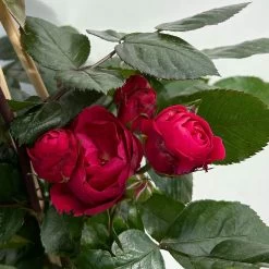 Beetrose 'Kompass'®, Rot, Topf 6 Liter 16 Beetrose 'Kompass'®, Rot, Topf 6 Liter -Gartenbedarf Verkäufe 0460200855 beetrose kompass 7 123894