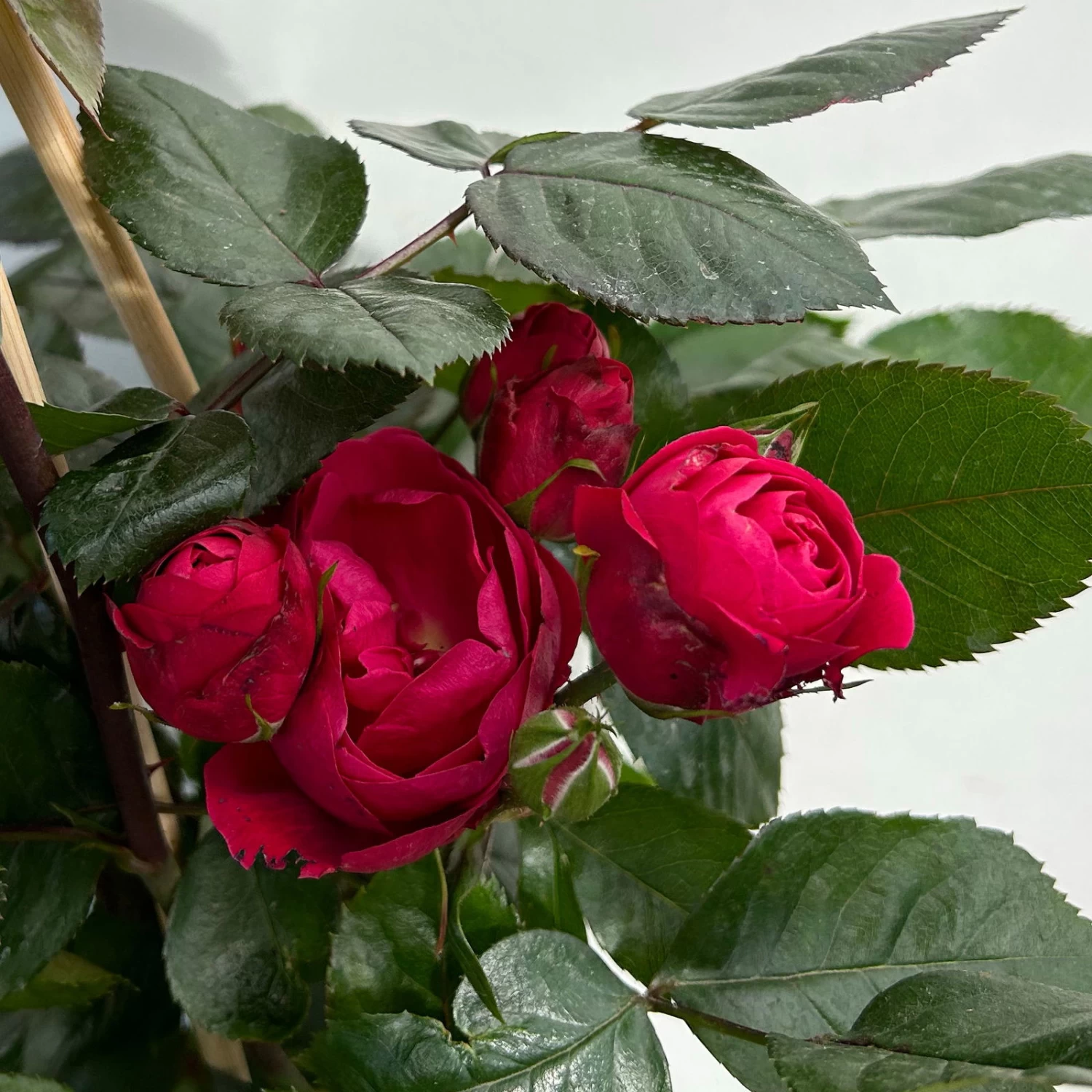 Beetrose 'Kompass'®, Rot, Topf 6 Liter 6 Beetrose 'Kompass'®, Rot, Topf 6 Liter – Bild 6