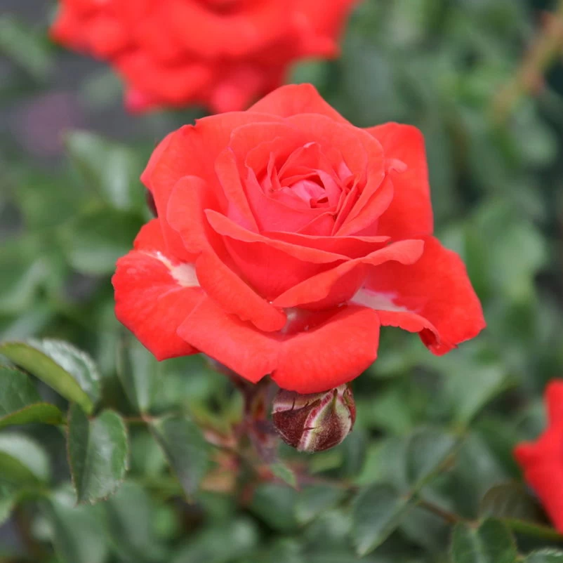 Zwergrose 'Zwergenfee 09®', Orange-rot, Topf 3 Liter, 4er Set 2 Zwergrose 'Zwergenfee 09®', Orange-rot, Topf 3 Liter, 4er Set – Bild 2