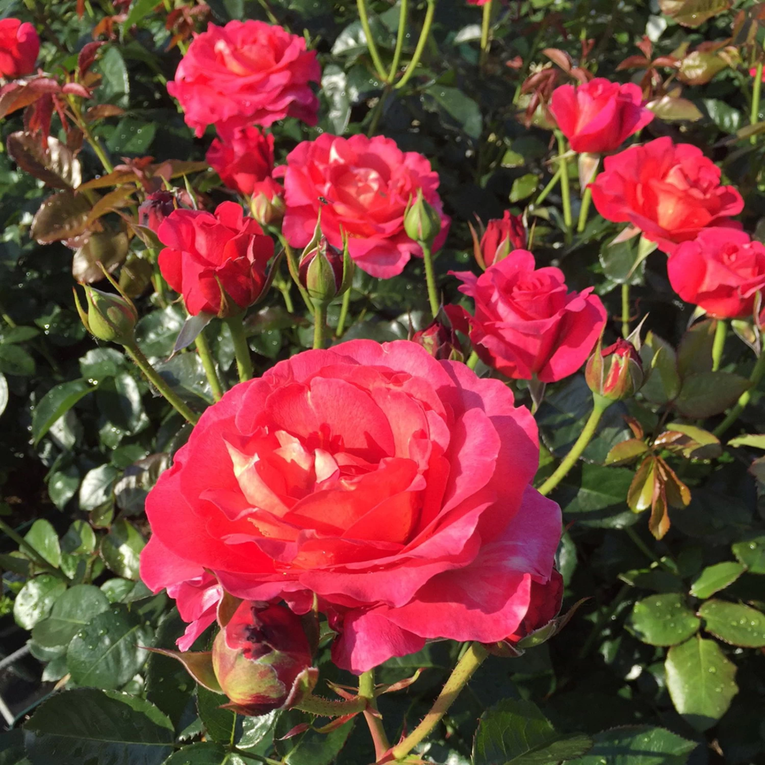 Duftende Strauchrose 'Noacks Classico'®, Pink, Topf 6 Liter 2 Duftende Strauchrose 'Noacks Classico'®, Pink, Topf 6 Liter – Bild 2