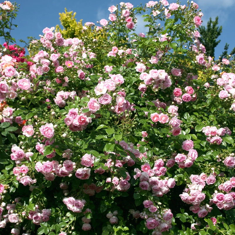 Kletterrose 'Jasmina®', Violett-rosa, Topf 6 Liter 2 Kletterrose 'Jasmina®', Violett-rosa, Topf 6 Liter – Bild 2