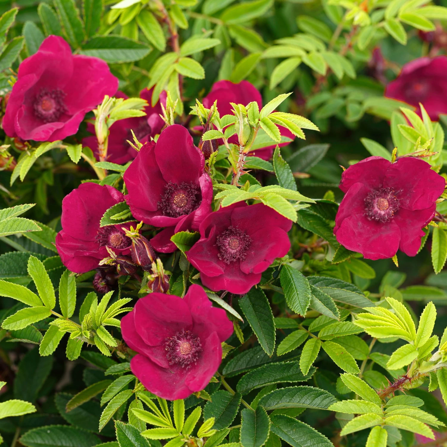 Kleinstrauchrose 'Strandperle® Norderney', Purpur, Topf 6 Liter 1 Kleinstrauchrose 'Strandperle® Norderney', Purpur, Topf 6 Liter