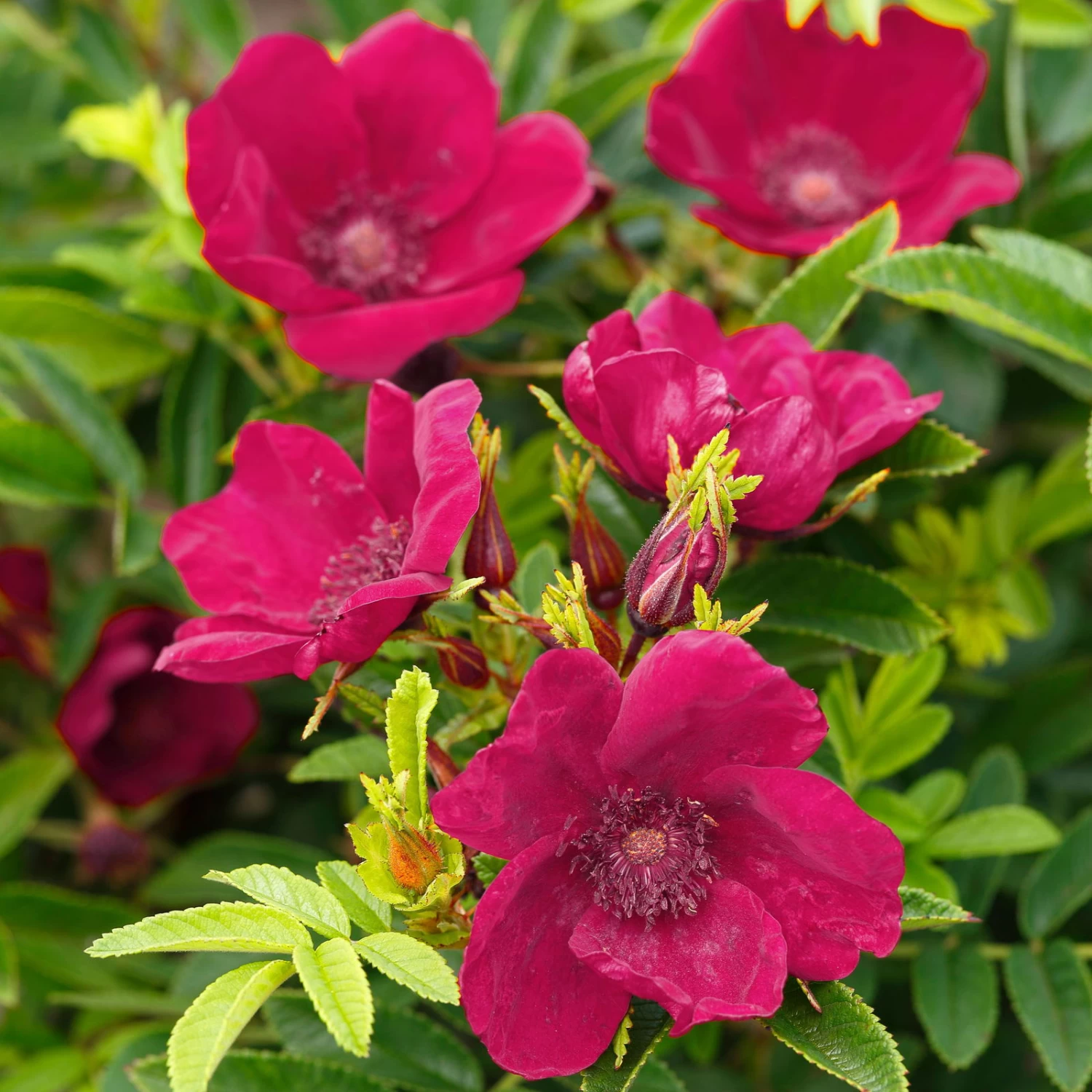 Kleinstrauchrose 'Strandperle® Norderney', Purpur, Topf 6 Liter 2 Kleinstrauchrose 'Strandperle® Norderney', Purpur, Topf 6 Liter – Bild 2