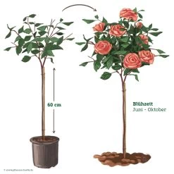 Stammrose 'Käthchen Von Heilbronn'®, Edelrose, Stammhöhe 60cm Im 7,5 Liter Topf 14 Stammrose 'Käthchen Von Heilbronn'®, Edelrose, Stammhöhe 60cm Im 7,5 Liter Topf -Gartenbedarf Verkäufe 046080 Rosenstamm apricot rosa 122132