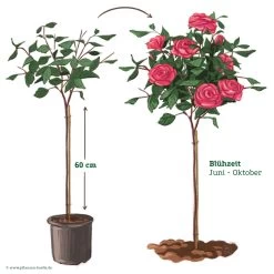 Stammrose 'Kölle's Rosensymphonie'®, Edelrose, Stammhöhe 60 Cm Im 7,5 Liter Topf 13 Stammrose 'Kölle's Rosensymphonie'®, Edelrose, Stammhöhe 60 Cm Im 7,5 Liter Topf -Gartenbedarf Verkäufe 046080 Rosenstamm pink 122127