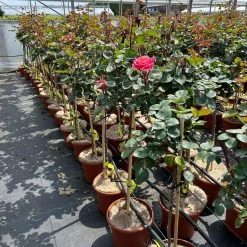 Stammrose 'Käthchen Von Heilbronn'®, Edelrose, Stammhöhe 60cm Im 7,5 Liter Topf 19 Stammrose 'Käthchen Von Heilbronn'®, Edelrose, Stammhöhe 60cm Im 7,5 Liter Topf -Gartenbedarf Verkäufe 0460800720 kaethchen von Heilbronn Halbstamm orange rosa 126520