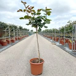 Stammrose 'Kölle's Rosensymphonie'®, Edelrose, Stammhöhe 60 Cm Im 7,5 Liter Topf