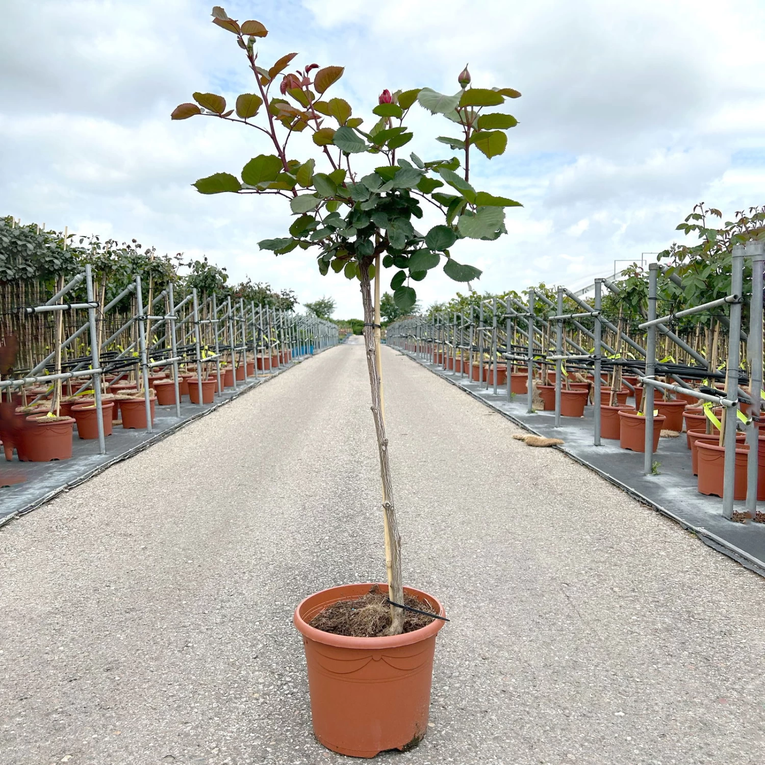 Stammrose 'Kölle's Rosensymphonie'®, Edelrose, Stammhöhe 60 Cm Im 7,5 Liter Topf 1 Stammrose 'Kölle's Rosensymphonie'®, Edelrose, Stammhöhe 60 Cm Im 7,5 Liter Topf