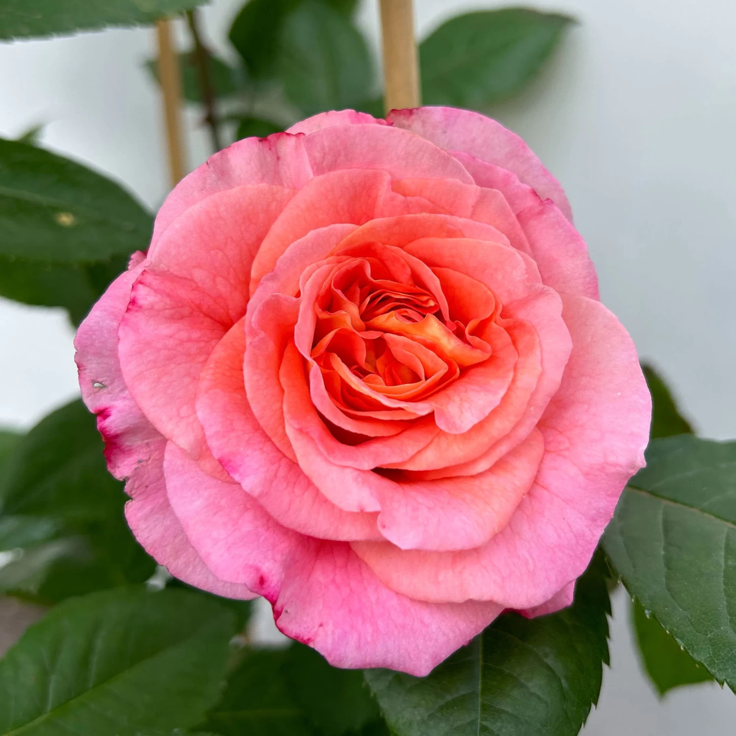 Duftende Edelrose 'Augusta Luise®', Rose-aprikot, Doppelbogen, Topf 10 Liter 2 Duftende Edelrose 'Augusta Luise®', Rose-aprikot, Doppelbogen, Topf 10 Liter – Bild 2
