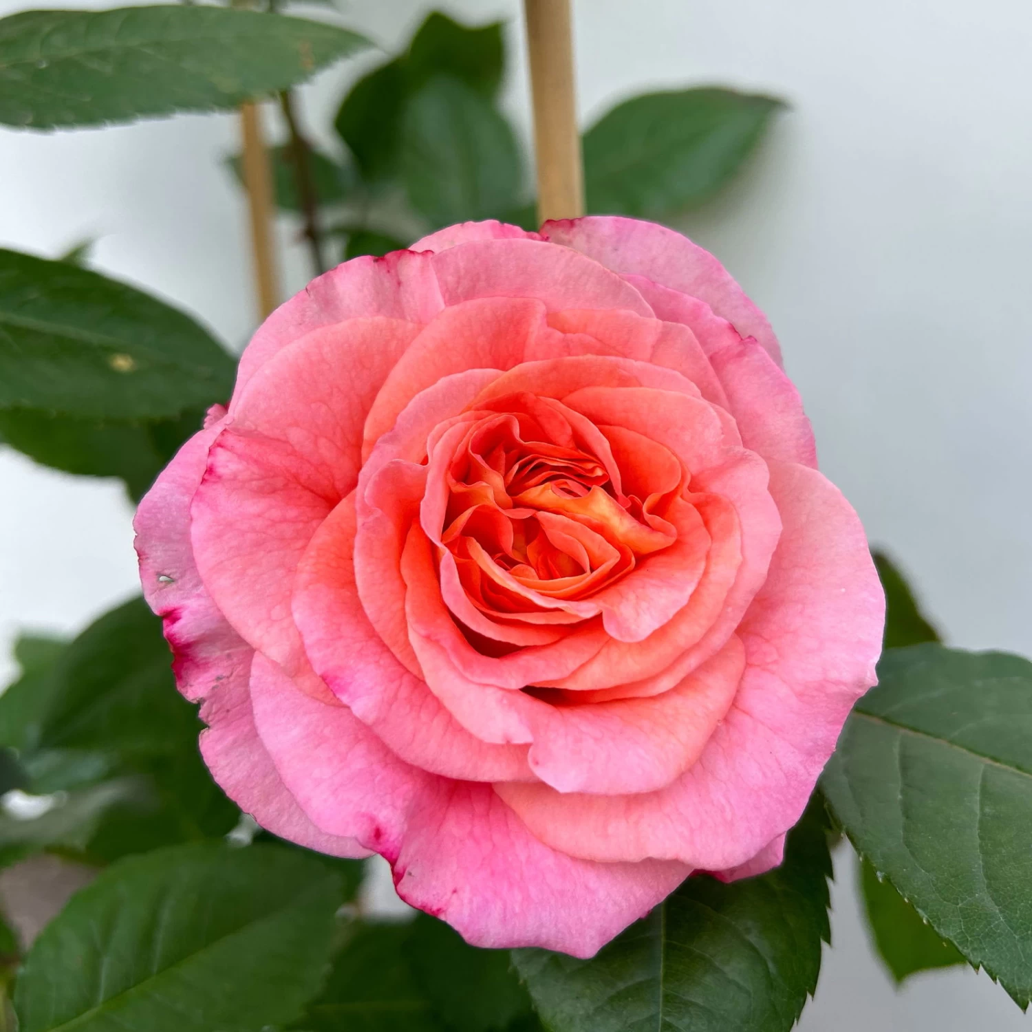 Duftende Edelrose 'Augusta Luise®', Rose-aprikot, Doppelbogen, Topf 10 Liter 6 Duftende Edelrose 'Augusta Luise®', Rose-aprikot, Doppelbogen, Topf 10 Liter – Bild 6