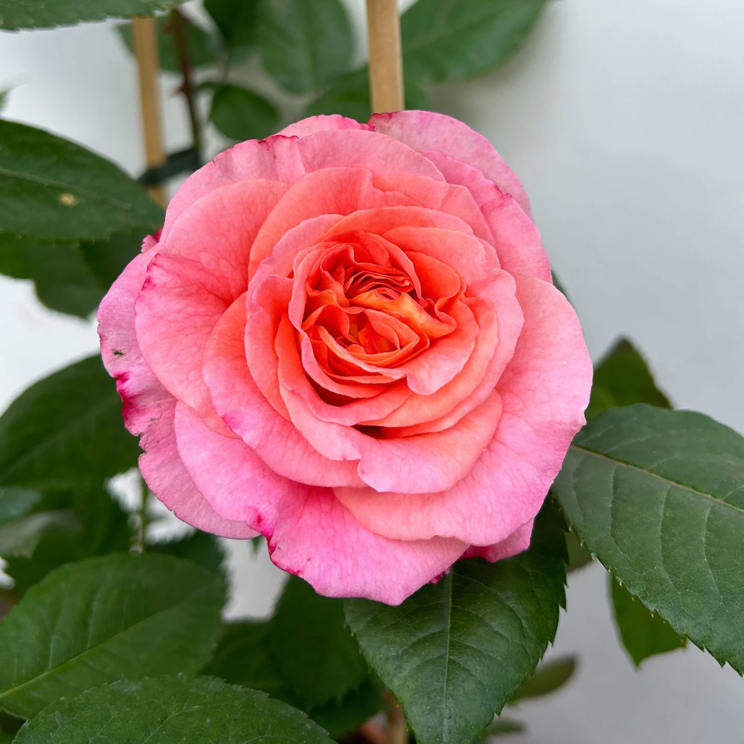 Duftende Edelrose 'Augusta Luise®', Rose-aprikot, Doppelbogen, Topf 10 Liter 8 Duftende Edelrose 'Augusta Luise®', Rose-aprikot, Doppelbogen, Topf 10 Liter – Bild 8
